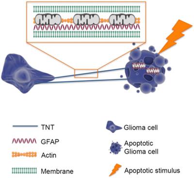 GFAP serves as a structural element of tunneling nanotubes between glioblastoma cells and could play a role in the intercellular transfer of mitochondria